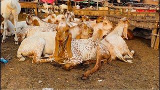 Rajanpuri Bakre Shahpur Kanjra Desi Chatre Mazhar Biba Official