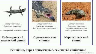 Рептилии, отряд чешуйчатые, семейство сцинковые гологлаз сцинки reptilia исполинская Африканские