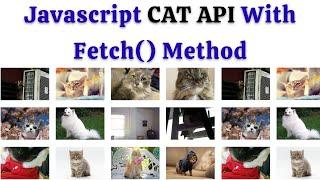 Javascript Cat API With Fetch() Method By NonTechBg | #html #html5 #css #css3 #javascript