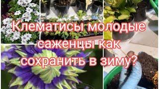 КАК СОХРАНИТЬ МОЛОДЫЕ САЖЕНЦЫ КЛЕМАТИСОВ ?