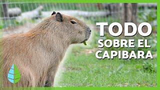 What is a Capybara?  | Characteristics, Where They Live, and What They Eat