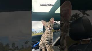 F1 Savannah Cat for Sale | California | Worldwide