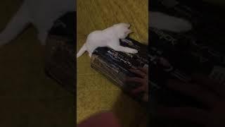 zıpır kedi pamuk #catsoftiktok #shorts