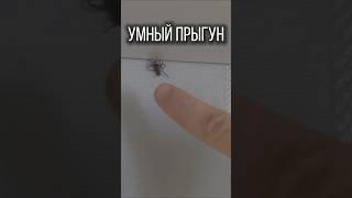 Пауки, Так кто же они на самом деле?