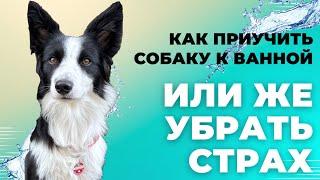 Как приучить собаку к ванной или же ,как убрать страх к ванной у собаки 