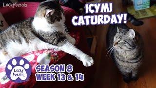 ICYMI Caturday! Lucky Ferals Season 8 Weeks 13 & 14 - Cat Vlog