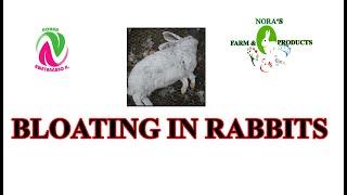 BLOAT IN RABBITS. PREVENTION AND CARE. Gastrointestinal (GI) Tract disease.