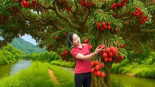 Harvesting Sweet Red Lychee & Selling at the Market – Real Farm Cooking | Hana Daily Life 686