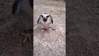 #hawk #hawkfeed #birds #pets #harrishawk #animals #freefly #shark