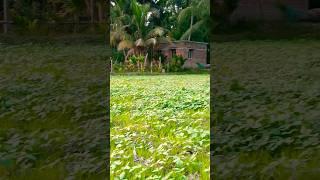 My farm House #gardening #gardenAkhi