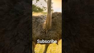 #subscribe #birds hussain birds family ️ Thanks subscribe my YouTube channel