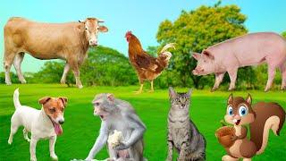 Friendly Animals - Squirrel, Cow, Dog, Goat, Cat, Chicken, Monkey, Dolphin, Pig - Animal Moments