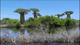 The Baobab Trees (Madagascar)