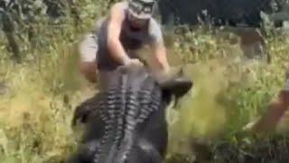 Alligator attacks a man 