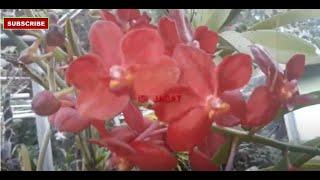 Frequently Flowering Orchids Vanda Vascostylist Red Gems X Piggy Foo