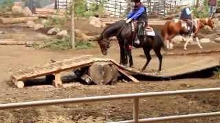 Regi   Extreme Mountain Trail Horse