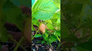 #khatti meethi strawberries 