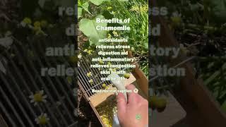 CHAMOMILE Benefits