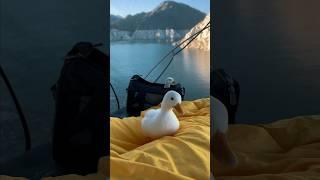 My Pet Duck Adam First Swim #shorts