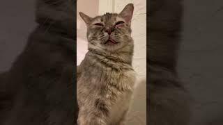 I know you guys have been wanting to hear her meow 