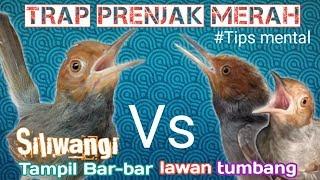 Trap prenjak pikat//"SILIWANGI"makin Bar-bar#tumbang