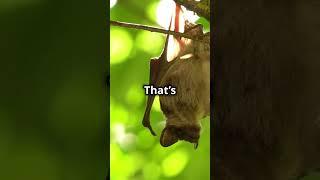 Bats: Nature's Mosquito Control!