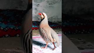 shikari chakor ki awaz keklik sesi Madi chakor awaz sound singing female chakor#birds #hunting#viral