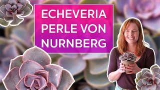 Perle von Nurnberg: Ultimate Care & Propagation Guide