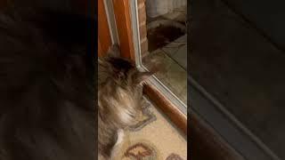 Friendly Siberian cat loves watching her friend mouse every night through window