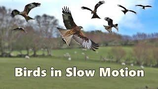 Birds Flying in Slow Motion Spectacular