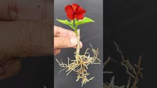 How To Grow Hibiscus Plant From Cutting #Hibiscus #Shorts#youtubeshort #Mita'sgardeningtrick