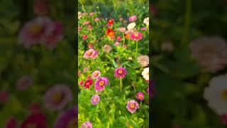 Moonlight hill flower farm