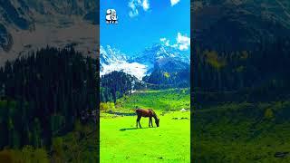 Nature vibes ||areafile