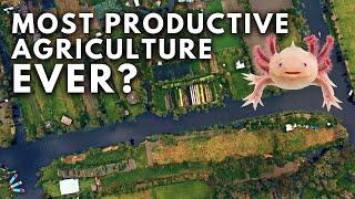 Chinampas of Mexico: Most Productive Agriculture EVER?