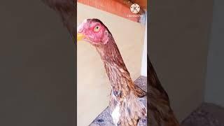 New entry with #ryanorchachu #allpetloversaseel #chicken #myfarmupdateaseel #pets #aseelfeed #hen