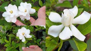 Gardenias,Floracion Constante y Hermosas Con Cuidados Sencillos! #jardineria