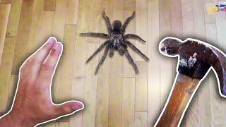 Killing a Spider