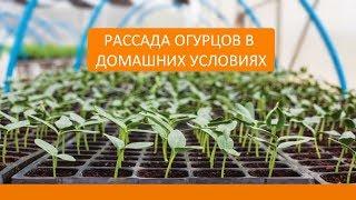 Самые Урожайные Сорта Огурцов