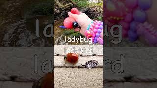 Kids Learn | Bug Insect Names at the Waterfall: Jewel Beetle Centipede Ladybug Ant #SpringOnYouTube
