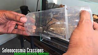 Lucy has no FEAR! Queensland Whistling Tarantula ( Selenocosmia Crassipes)  #fyp #giantspider