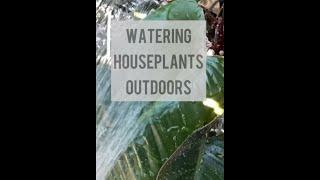 Watering houseplants