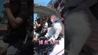 【「博」然大怒】博美兜風狂吠吉娃 牠卻"吉"度冷靜｜寵物｜狗狗｜可愛｜爆氣｜互動｜逗趣
