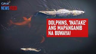 Dolphins, 'inatake' ang mapanganib na buwaya! | GMA Integrated Newsfeed