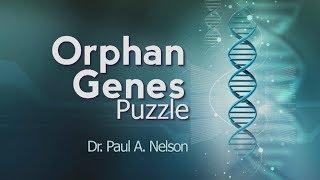 Origins: Orphan Genes Puzzle