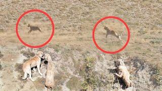 KURT KOÇU ALIP GÖTÜRDÜ ~KEŞ KOŞUP KOÇU KURTARDI ~KURT BİRDAHA SALDIRMAYA GELDİ (KURT VS KANGAL)