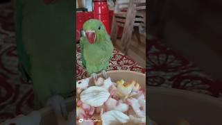 Parrot Singing Song| #song #shorts #share #viral #video #reels #reel #fun #funny #explore #parrot