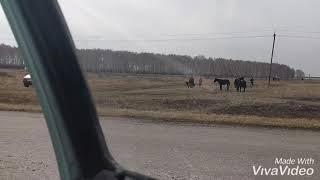 Формирование сборного сельского косяка лошадей. И перегон на летнее пастбище в соседний посёлок