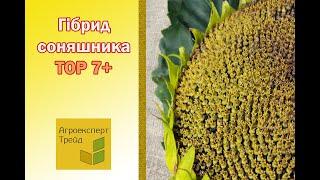 Соняшник Тор 7+ , опис гібриду  - насіння в Україні