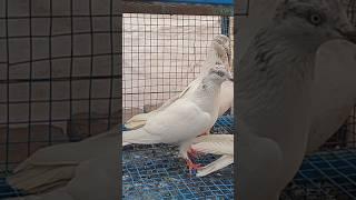 Give one brother a Punjabi Malwai pigeon in Delhi for Rs 2000  8447579723