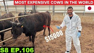 World's MOST EXPENSIVE KOBE BEEF FARM VISIT  S8 EP 106 | Pakistan to Japan Motorcycle